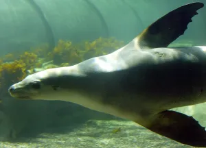 Australia-Nature-Seal-Sanctuary Australia-Nature-Seal-Sanctuary