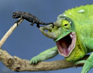 <b class=qtipBold><figcaption>Australia-Nature-Zoo-Chameleon</figcaption></b><br>A three-week old Jackson's Chameleon (L) climbs off a male's horn at Taronga Zoo in Sydney, 23 September 2002. For the first time ever, the zoo has successfully bred 22 of the remarkable tree-dwelling reptiles, which are now only four cms long and not yet able to transform their colourings like adults. AFP PHOTO/Greg WOOD / AFP PHOTO / GREG WOOD<br><em>© Copyright Agence France-Presse (AFP) - All Rights Reserved</em> Australia-Nature-Zoo-Chameleon