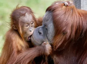 Australia-Orang-Utan-Birthday-01 Australia-Orang-Utan-Birthday-01