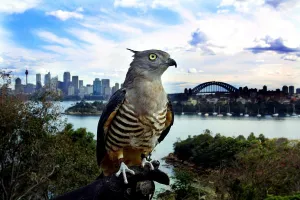 <b class=qtipBold><figcaption>Australia-Taronga Zoo-Pacific Baza</figcaption></b><br>Three-year-old Simon, a Crested Hawk also known as a Pacific Baza, surveys his new home perched above Sydney Harbour where he will soon begin daily perfomances in the popular "Free Flight" bird Show, 04 September 2001. The medium sized bird of prey was originally found with a broken wing in Northern New South Wales but has taken to his new life in "The Big Smoke". AFP Photo David HANCOCK / AFP PHOTO / DAVID HANCOCK<br><em>© Copyright Agence France-Presse (AFP) - All Rights Reserved</em> Australia-Taronga Zoo-Pacific Baza