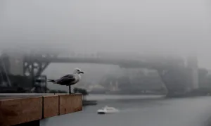 Sydney Prints: Australia-Weather-Fog