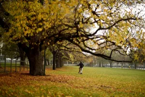 <b class=qtipBold><figcaption>Australia-Weather-Winter-Dog</figcaption></b><br>A dog plays in a park as yellow leaves fall from the trees on a rainy day in Melbourne. AFP PHOTO / SAEED KHAN<br><em>© Copyright Agence France-Presse (AFP) - All Rights Reserved</em> Australia-Weather-Winter-Dog
