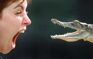 <b class=qtipBold><figcaption>Australia-Wildlife-Crocodile</figcaption></b><br>Lucy takes a closer look at 18 month-old salt water crocodile 'Coochie', in Brisbane. AFP PHOTO/William WEST / AFP PHOTO / WILLIAM WEST<br><em>© Copyright Agence France-Presse (AFP) - All Rights Reserved</em> Australia-Wildlife-Crocodile