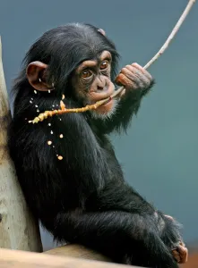 <b class=qtipBold><figcaption>Australia-Zoo-Chimpanzees</figcaption></b><br>Sule, an 18-month old male Chimpanzee, eats an oatmeal and honey mixture on a stick as he settles into Sydney's Taronga Zoo temporary Chimpanzee exhibit on December 2, 2009. The zoo's 19 Chimpanzees have been temporarily re-settled in the Orang-utan exhibit while renovation work commences on their own exhibit which is due to re-open in 2011 with new features including special climbing structures and new night dens. AFP PHOTO / Greg WOOD / AFP PHOTO / GREG WOOD<br><em>© Copyright Agence France-Presse (AFP) - All Rights Reserved</em> Australia-Zoo-Chimpanzees