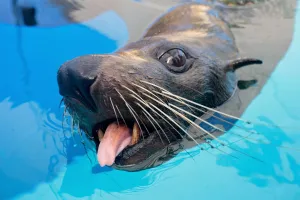 <b class=qtipBold><figcaption>Australia-Zoo-Marine Wildlife-Seal</figcaption></b><br>A New Zealand Fur Seal explores its new enclosure at Sydney's Taronga Zoo on April 2, 2008. The Australian zoo opens April 3, 2008 a new 1.2 hectare exhibit named 'Great Southern Oceans' featuring marine animals living in displays emulating their natural habitats. AFP Photo/Anoek DE GROOT / AFP PHOTO / ANOEK DE GROOT<br><em>© Copyright Agence France-Presse (AFP) - All Rights Reserved</em> Australia-Zoo-Marine Wildlife-Seal