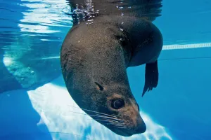 <b class=qtipBold><figcaption>Australia-Zoo-Marine Wildlife-Seal</figcaption></b><br>A New Zealand Fur Seal explores its new enclosure at Sydney's Taronga Zoo on April 2, 2008. The Australian zoo opens April 3, 2008 a new 1.2 hectare exhibit featuring marine animals living in displays emulating their natural habitats. AFP Photo/Anoek DE GROOT / AFP PHOTO / ANOEK DE GROOT<br><em>© Copyright Agence France-Presse (AFP) - All Rights Reserved</em> Australia-Zoo-Marine Wildlife-Seal