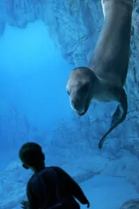 Australia-Zoo-Marine Wildlife-Seal