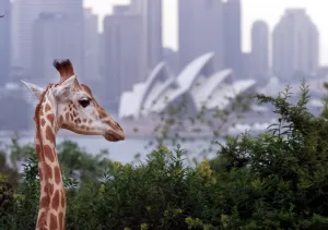 <b class=qtipBold><figcaption>Australia-Zoo-Sydney</figcaption></b><br>A giraffe walks around its enclosure with the Sydney Opera House and city skyline in the background. AFP PHOTO/William WEST / AFP PHOTO / WILLIAM WEST<br><em>© Copyright Agence France-Presse (AFP) - All Rights Reserved</em> Australia-Zoo-Sydney