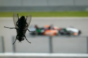 Auto-Prix-Mas-F1