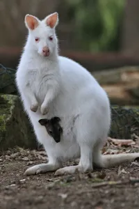 Baby Animal Prints: Baby Kangaroo Watching from Mothers Pouch Zlin Zoo