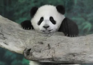 Images Dated 2014 January: Baby Panda Yuan Zai Taipei City Zoo