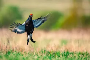 Season Prints: Belarus-Animal-Birds