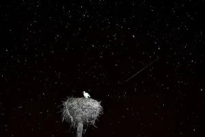 AFP Instagram Collection Prints: Belarus-Astronomy-Meteor-Perseids