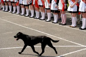 <b class=qtipBold><figcaption>Belarus-Ceremony-Dog</figcaption></b><br>Belarus' graduates take part in a Last Ring ceremony as a dog passes by in a school of Zhodino, about 70 km from Minsk on May 30, 2016. Last Ring, the end of the academic year, marks in Belarus and many countries of the former Soviet Union. / AFP PHOTO / SERGEI GAPON<br><em>© Copyright Agence France-Presse (AFP) - All Rights Reserved</em> Belarus-Ceremony-Dog