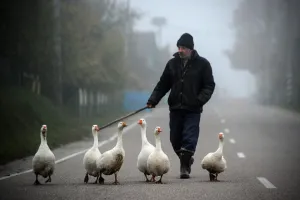 <b class=qtipBold><figcaption>Belarus-Geese-Animals-Feature</figcaption></b><br>A man shepherds geese in the village of Krevo, some 100 km northwest from Minsk on October 22, 2017. / AFP PHOTO / Sergei GAPON<br><em>© Copyright Agence France-Presse (AFP) - All Rights Reserved</em> Belarus-Geese-Animals-Feature