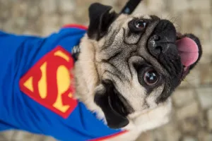Brazil Prints: Blacao Carnival Parade Superman Dog