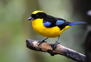 Bird Prints: Black Chinned Mountain Tanager (Anisognathus notavilis)