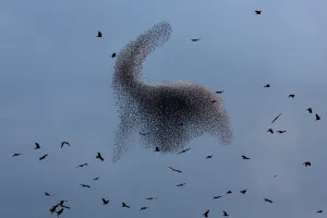 Black Kites Fly as Murmuration of Starlings Perform