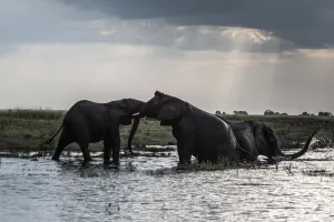 Botswana-Environment-Wildlife-Elephants Botswana-Environment-Wildlife-Elephants