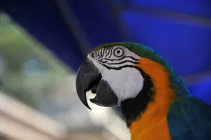 <b class=qtipBold><figcaption>Brazil-Animal-Zoo-Blessing</figcaption></b><br>A Brazilian Arara Caninde (Class Birds, Order Psittaciformes, Family Psittacidae, Genus Ara) is seen during the celebration of Saint Francis of Assisi feast at Riozoo in Rio de Janeiro on October 04, 2012. AFP PHOTO/VANDERLEI ALMEIDA / AFP PHOTO / VANDERLEI ALMEIDA<br><em>© Copyright Agence France-Presse (AFP) - All Rights Reserved</em> Brazil-Animal-Zoo-Blessing