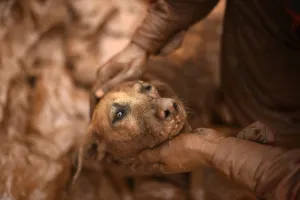 <b class=qtipBold><figcaption>Brazil-Australia-Rescue-Dog</figcaption></b><br>A fireman in Paracatu de Baixo, Minas Gerais, Brazil rescues a dog that was trapped in the mud that swept through the Village of Bento Rodrigues. AFP PHOTO / Douglas MAGNO / AFP PHOTO / Douglas Magno<br><em>© Copyright Agence France-Presse (AFP) - All Rights Reserved</em> Brazil-Australia-Rescue-Dog