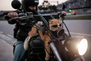 <b class=qtipBold><figcaption>Brazil-Biker-Cat</figcaption></b><br>A biker shows his 12-year-old cat "Chiquinho" -which always rides with him on his motorbike in Rio de Janeiro, Brazil, on June 19, 2016. / AFP PHOTO / YASUYOSHI CHIBA<br><em>© Copyright Agence France-Presse (AFP) - All Rights Reserved</em> Brazil-Biker-Cat