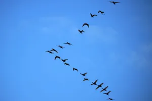 <b class=qtipBold><figcaption>Brazil-Birds-Migration</figcaption></b><br>Birds migrate from south to north in the sky of Rio de Janeiro, on April 10, 2015. AFP PHOTO / CHRISTOPHE SIMON / AFP PHOTO / CHRISTOPHE SIMON<br><em>© Copyright Agence France-Presse (AFP) - All Rights Reserved</em> Brazil-Birds-Migration