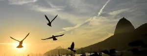 <b class=qtipBold><figcaption>Brazil-Birds-Mountain</figcaption></b><br>Birds fly in front of a view of the landmark Sugar Loaf mountain in Rio de Janeiro, Brazil. AFP PHOTO / RODRIGO BUENDIA / AFP PHOTO / RODRIGO BUENDIA<br><em>© Copyright Agence France-Presse (AFP) - All Rights Reserved</em> Brazil-Birds-Mountain