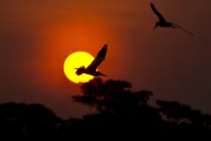 <b class=qtipBold><figcaption>Brazil-Environment-Pantanal</figcaption></b><br>Horizontal, Birds, 000 Mvd6633540<br><em>© Copyright Agence France-Presse (AFP) - All Rights Reserved</em> Brazil-Environment-Pantanal