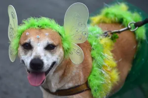 Brazil Prints: Brazil-Rio-Carnival-Animals