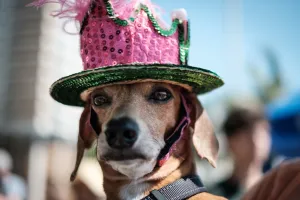 Ecuador, South America Prints: Brazil-Rio-Carnival-Street-Dog