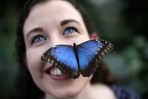 Britain-Animal-Butterfly