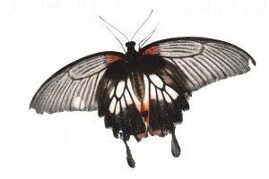 Butterfly Prints: Britain-Animal-Butterfly