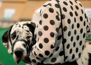 Britain-Animal-Crufts