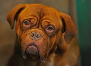 Domestic Animal Prints: Britain-Animal-Crufts