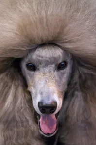 AFP Instagram Collection Prints: Britain-Animal-Dog-Crufts