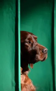 Britain-Animal-Dog-Crufts