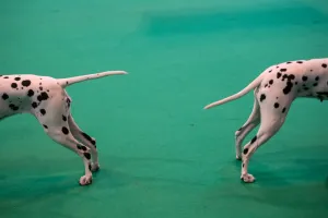 Britain-Animal-Dog-Crufts
