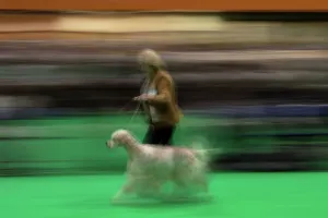 Britain-Animal-Dog-Crufts Britain-Animal-Dog-Crufts