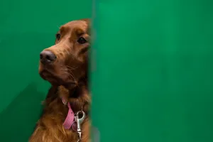 Britain-Animal-Dog-Crufts