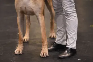Britain-Animal-Dog-Crufts