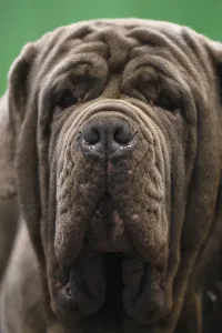 <b class=qtipBold><figcaption>Britain-Animal-Dog-Crufts</figcaption></b><br>A Neapolitan Mastiff looks out of its box on the first day of the Crufts dog show at the National Exhibition Centre in Birmingham, central England, on March 8, 2018. / AFP PHOTO / Oli SCARFF<br><em>© Copyright Agence France-Presse (AFP) - All Rights Reserved</em> Britain-Animal-Dog-Crufts