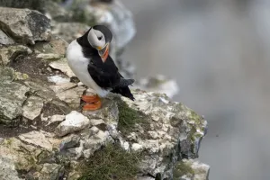 <b class=qtipBold><figcaption>Britain-Animal-Wildlife-Birds</figcaption></b><br>A puffin nests on Bempton Cliffs near Bridlington, northeast England, on June 3, 2015. Seabirds in this region migrate in large numbers from warmer climates to nest on the chalk cliffs at Bempton, where they will spend the summer breeding and rearing their young. AFP PHOTO / OLI SCARFF / AFP PHOTO / OLI SCARFF<br><em>© Copyright Agence France-Presse (AFP) - All Rights Reserved</em> Britain-Animal-Wildlife-Birds