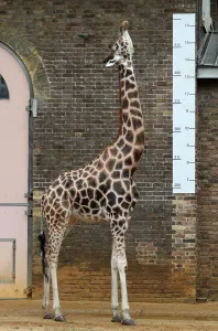 Offbeat 2018 Prints: Britain-Animals-Offbeat