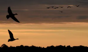 <b class=qtipBold><figcaption>Britain-Birds-Migration</figcaption></b><br>Geese come in to roost at the Martin Mere Wetlands Centre near Burscough in north west England on October 14, 2015. Up to 40, 000 pink footed geese can be seen on the Wetlands Trust reserve at dawn and dusk as they spend the winter in Great Britain after flying from Greenland and Iceland. AFP PHOTO / PAUL ELLIS / AFP PHOTO / PAUL ELLIS<br><em>© Copyright Agence France-Presse (AFP) - All Rights Reserved</em> Britain-Birds-Migration