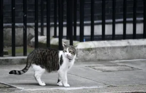 <b class=qtipBold><figcaption>Britain-Brexit-Downing Street Cat</figcaption></b><br>Larry the Downing Street cat, walks outside 10 Downing Street, the official residence of British Prime Minister Theresa May, in central London on March 29, 2017. / AFP PHOTO / Oli SCARFF<br><em>© Copyright Agence France-Presse (AFP) - All Rights Reserved</em> Britain-Brexit-Downing Street Cat
