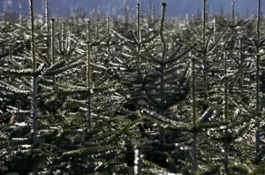 Christmas - Xmas Prints: Britain-Christmas-Feature