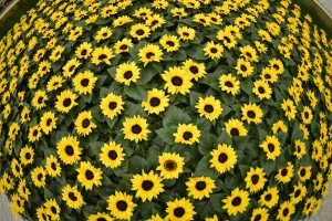 Flower Prints: Britain-Entertinment-Chelsea Flower Show