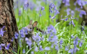 <b class=qtipBold><figcaption>Britain-Offbeat-Animals</figcaption></b><br>A baby rabbit (or kit) is pictured amongst bluebell flowers in woodland in Scunthorpe, north-east England. AFP PHOTO / LINDSEY PARNABY / AFP PHOTO / LINDSEY PARNABY<br><em>© Copyright Agence France-Presse (AFP) - All Rights Reserved</em> Britain-Offbeat-Animals