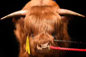 Agriculture Prints: Britain-Scotland-Agriculture-Farming-Show